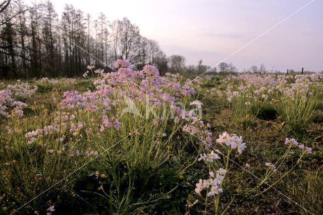 Pinksterbloem (Cardamine pratensis)