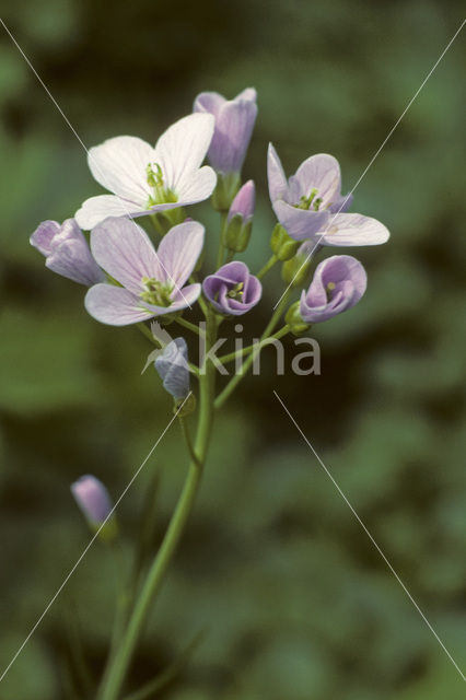 Pinksterbloem (Cardamine pratensis)