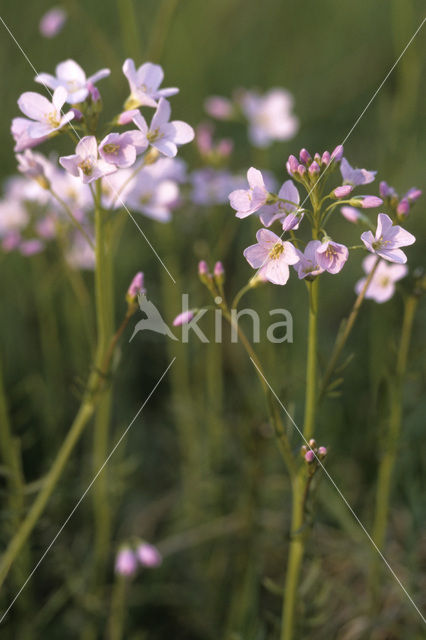 Pinksterbloem (Cardamine pratensis)