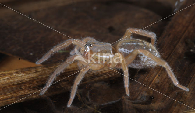 Poelpiraat (Pirata piraticus)