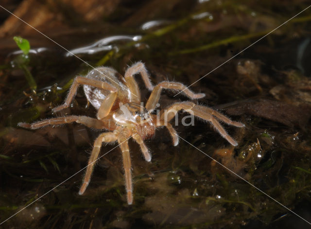 Poelpiraat (Pirata piraticus)