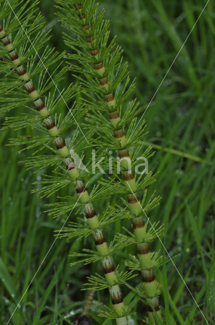 Reuzenpaardenstaart (Equisetum telmateia)