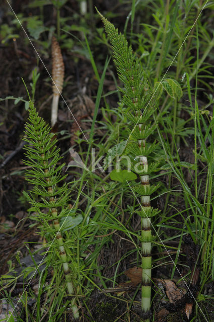 Reuzenpaardenstaart (Equisetum telmateia)