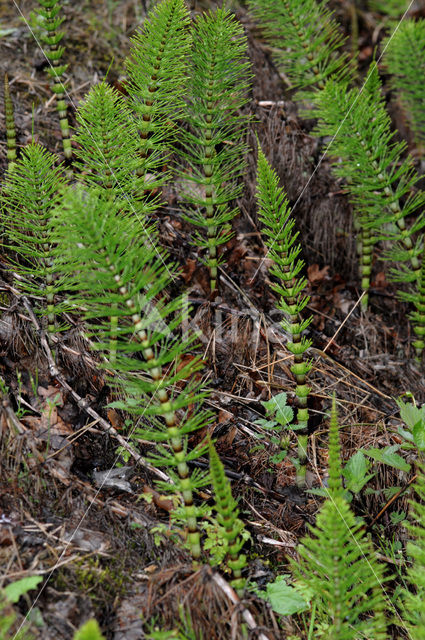 Reuzenpaardenstaart (Equisetum telmateia)