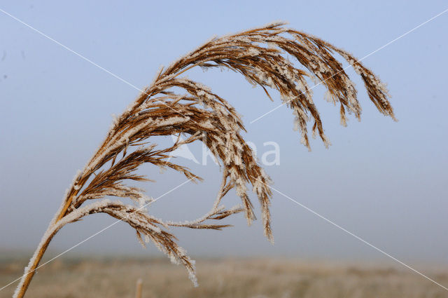 Riet (Phragmites australis)