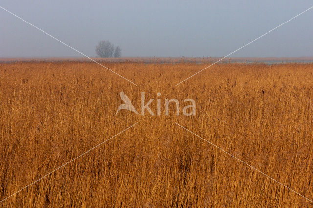 Riet (Phragmites australis)