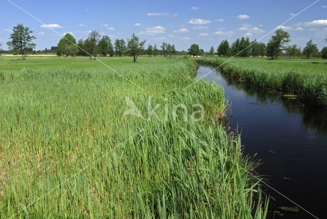 Riet (Phragmites australis)