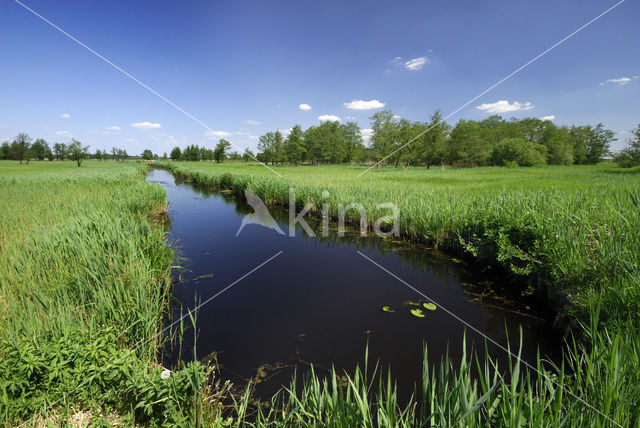 Riet (Phragmites australis)