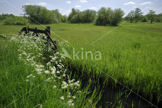 Riet (Phragmites australis)