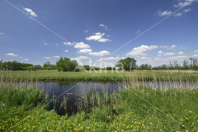 Riet (Phragmites australis)