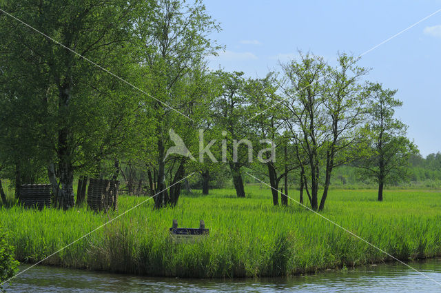 Riet (Phragmites australis)