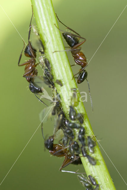 Rode bosmier (Formica sp.)