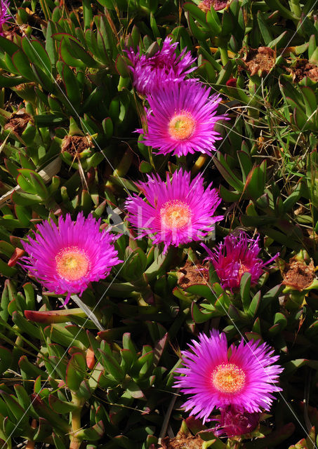 Rode hottentotvijg (Carpobrotus acinaciformis)