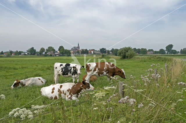 Roodbonte MRIJ Koe (Bos domesticus)