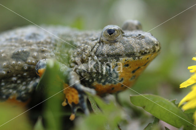 Fire bellied toad (Bombina bombina)