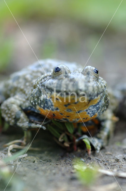 Roodbuikvuurpad (Bombina bombina)