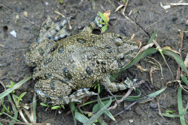 Roodbuikvuurpad (Bombina bombina)