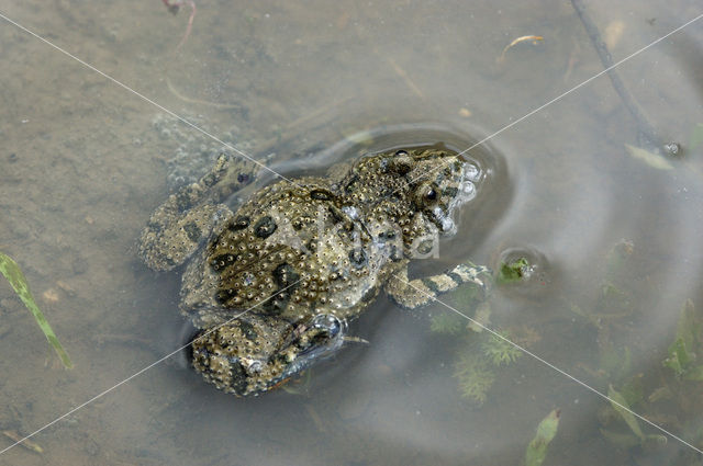 Roodbuikvuurpad (Bombina bombina)