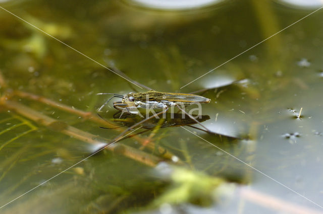 Schaatsenrijder (Gerris lacustris)