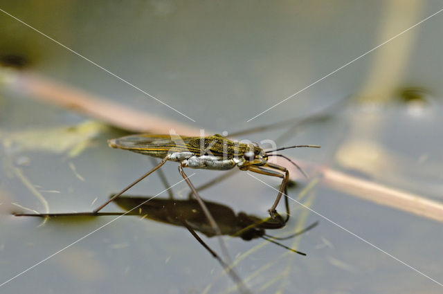 Schaatsenrijder (Gerris lacustris)