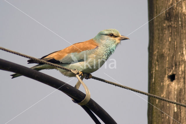 Scharrelaar (Coracias garrulus)