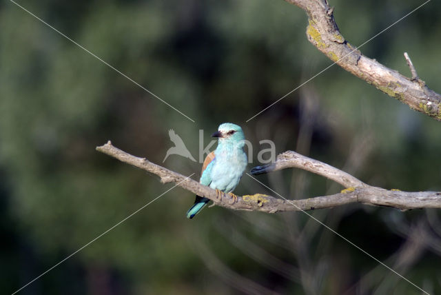 Scharrelaar (Coracias garrulus)