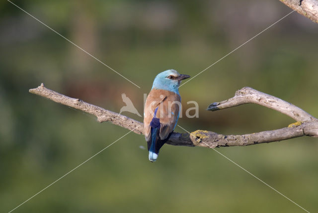 Scharrelaar (Coracias garrulus)