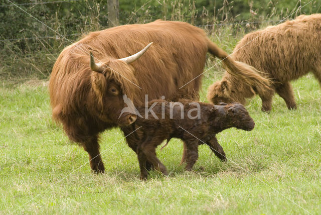 Schotse Hooglander