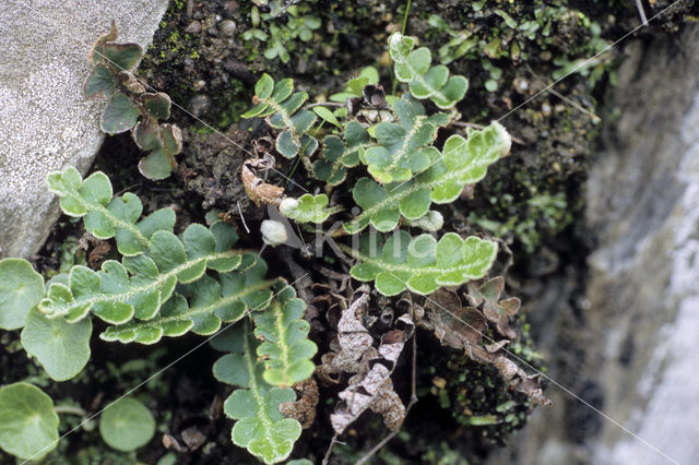 Schubvaren (Ceterach officinarum)