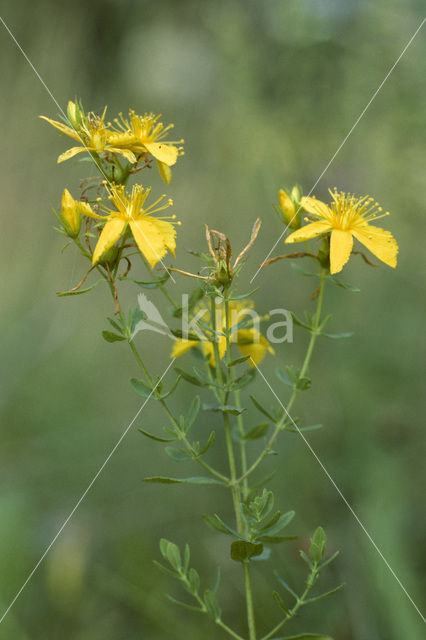 Sint-Janskruid (Hypericum perforatum)