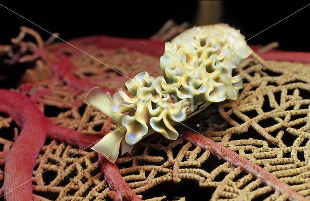 Sla-naaktslak (Tridachia crispata)