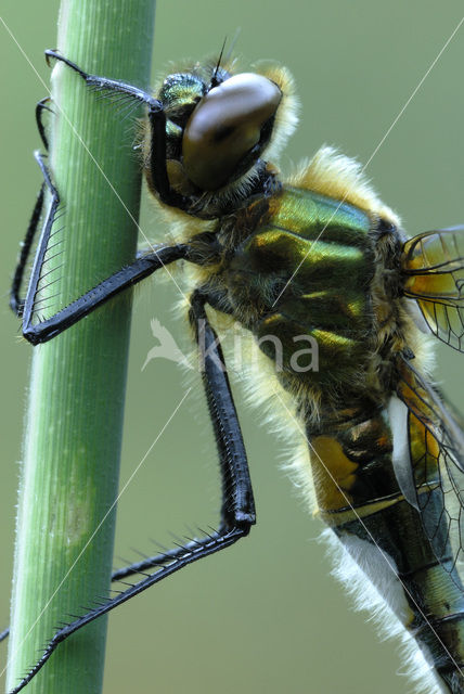 Smaragdlibel (Cordulia aenea)