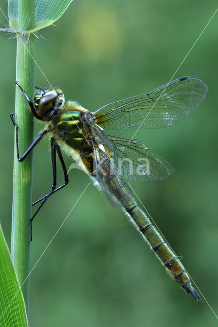 Smaragdlibel (Cordulia aenea)