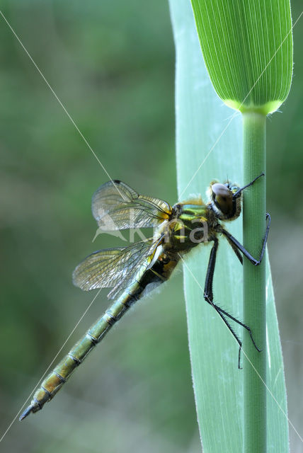 Smaragdlibel (Cordulia aenea)