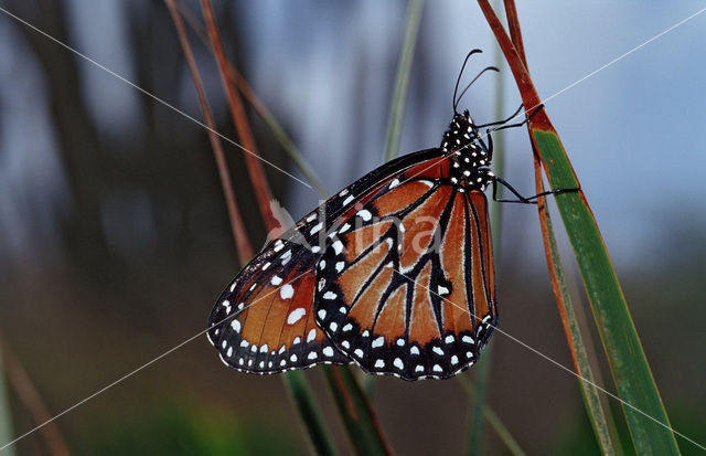 Soldier (Danaus eresimus)