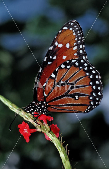 Soldier (Danaus eresimus)