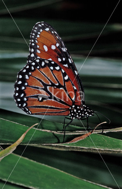 Soldier (Danaus eresimus)