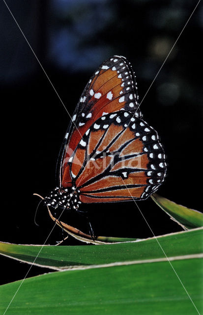 Soldier (Danaus eresimus)