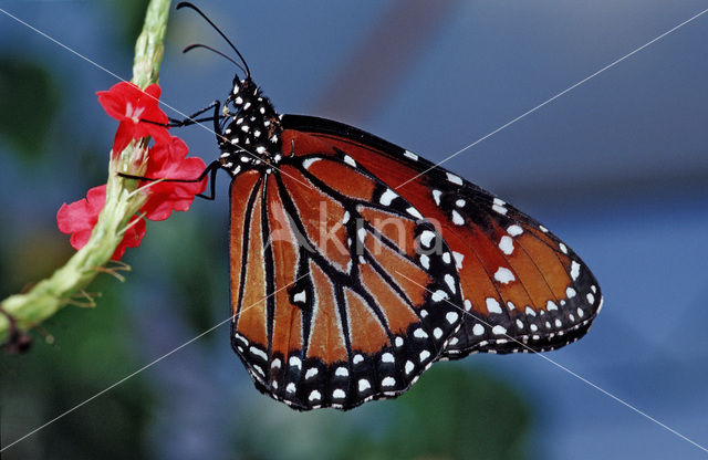 Soldier (Danaus eresimus)