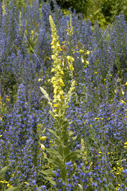 Stalkaars (Verbascum densiflorum)