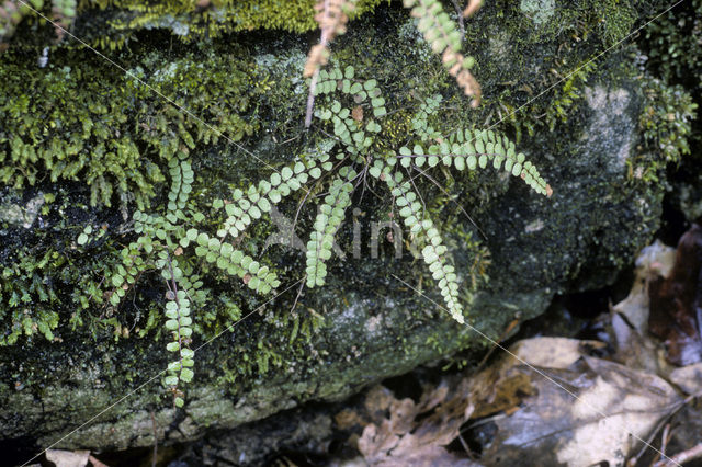 Steenbreekvaren (Asplenium trichomanes)