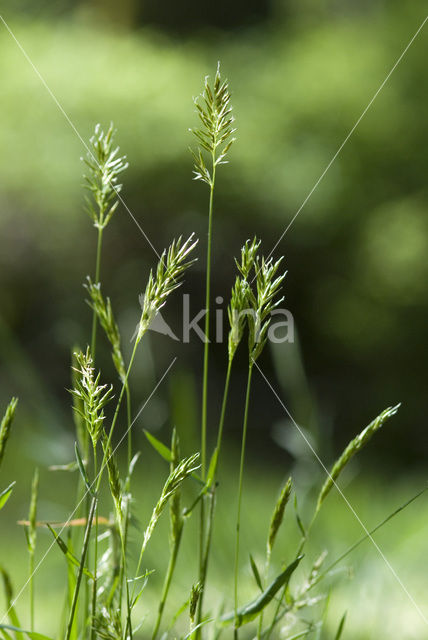 Stijf hardgras (Catapodium rigidum)