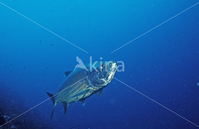 Tarpon (Megalops atlanticus)