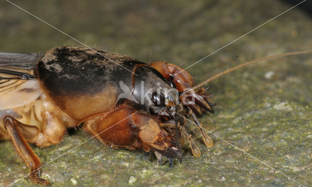 Veenmol (Gryllotalpa gryllotalpa)