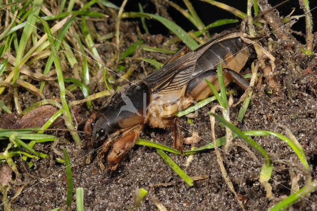 Veenmol (Gryllotalpa gryllotalpa)