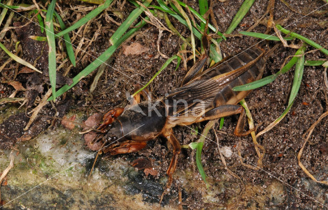 Veenmol (Gryllotalpa gryllotalpa)