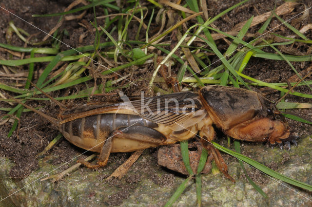 Veenmol (Gryllotalpa gryllotalpa)