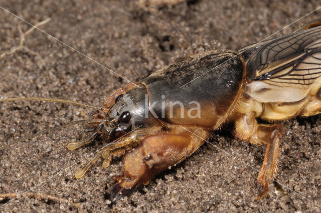 Veenmol (Gryllotalpa gryllotalpa)