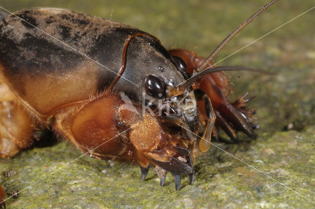 Veenmol (Gryllotalpa gryllotalpa)