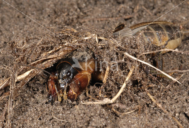 Veenmol (Gryllotalpa gryllotalpa)